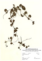 藏品(乞食碗)的圖片